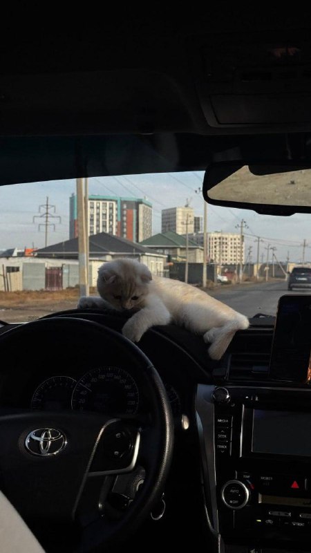 Милоты вам с утра: девушка вызвала такси, а к ней приехал водитель с котёнком.
Пушистый сначала иг