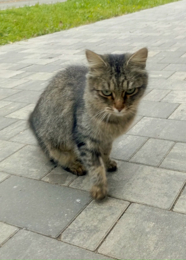 Пропали кошки в центре прошу кто увидит или знает откл?...