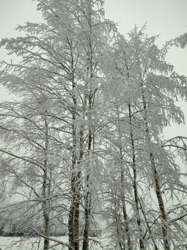 Вчерашняя красота❄️
от подписчиков