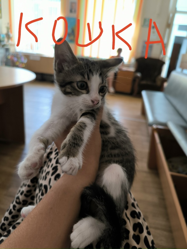 SOS!!!! Крик души! Помогите, пожалуйста, найти котосемье д...
