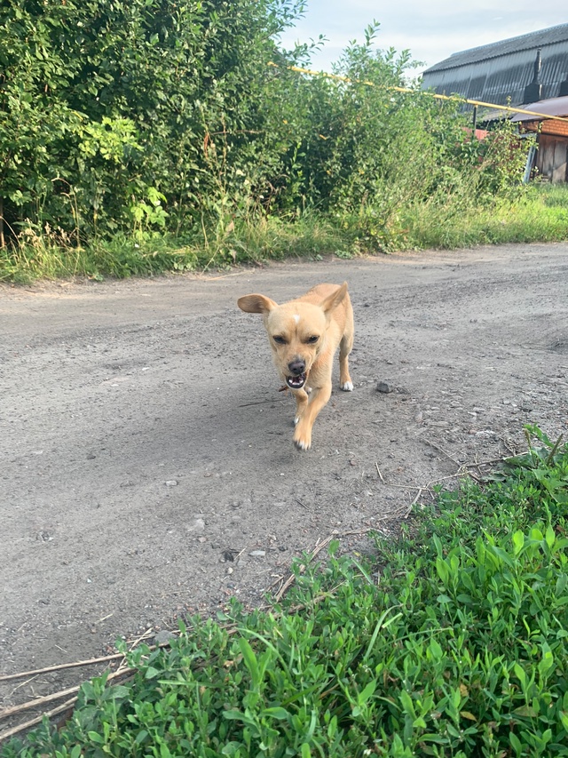 Чья потеряшка, бегает около 3 школы