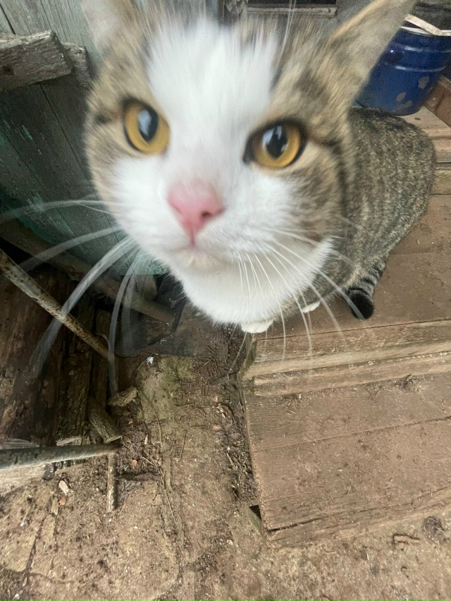 Кто потерял? Бегает в пятом садоводстве