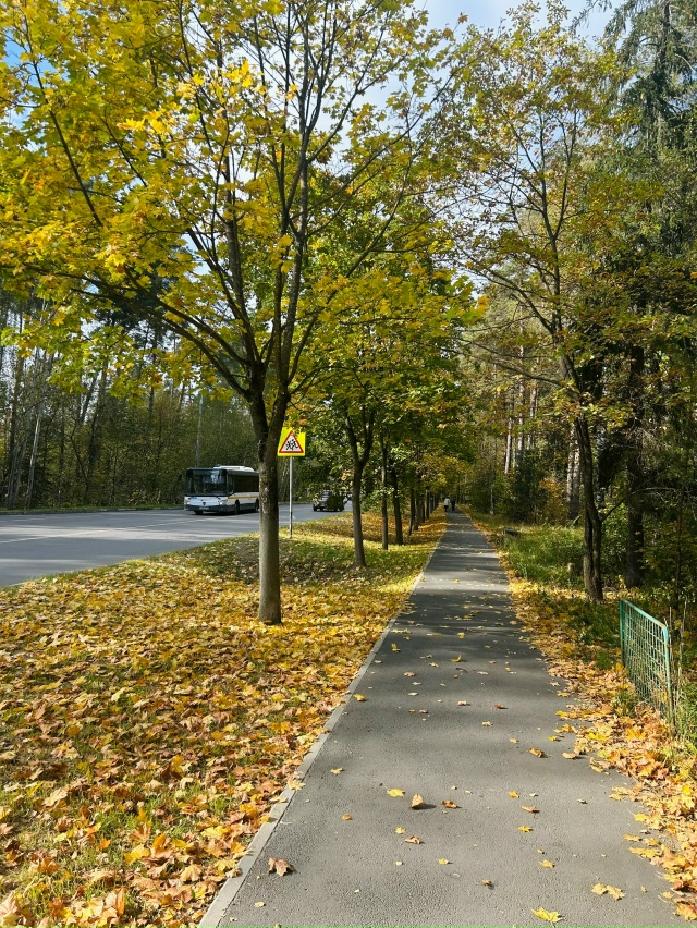 🍂🍁🍃