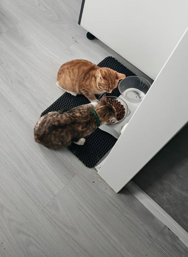 Помогите пожалуйста пристроить котенка примерно 4 мес....