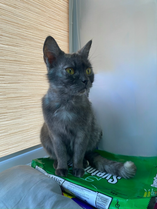 Найдена кошка! Ищем старых хозяев или новых!
Дети нашл?...