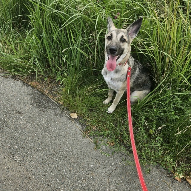 СИРОТА при живой хозяйке.
Пристраивается в добрые руки...