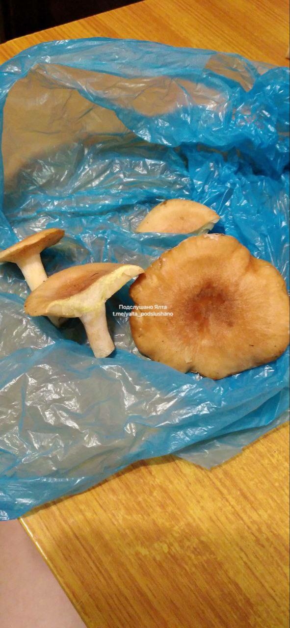 Здравствуйте! Можете опубликовать? Нашли грибы. Это ры?...