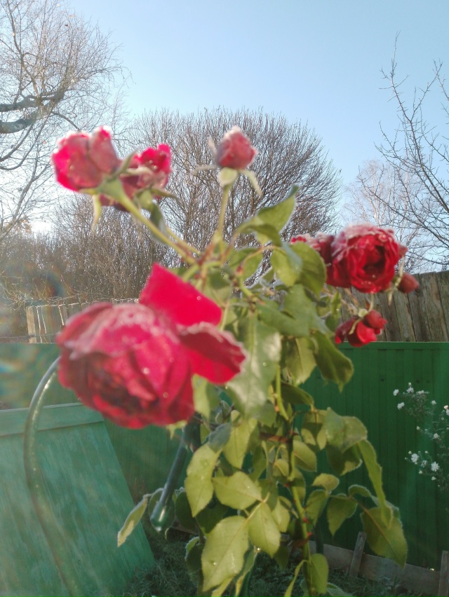 Морозное утро 18 октября