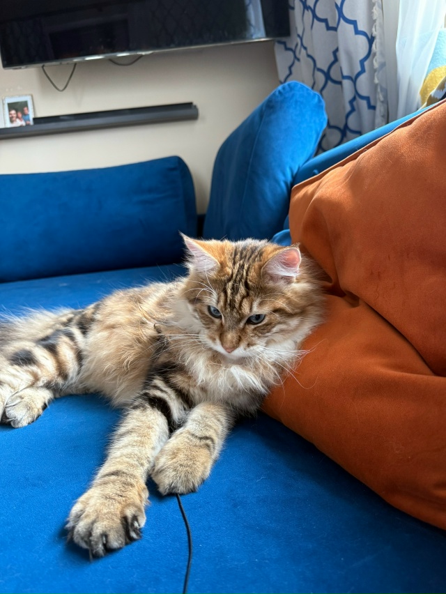 Феликс.
От него отказались, мы забрали)
8 месяцев, а он у...