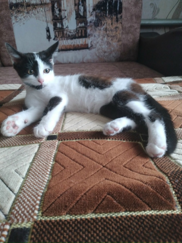 Отдадим в добрые руки умного и красивого котёнка. Маль?...