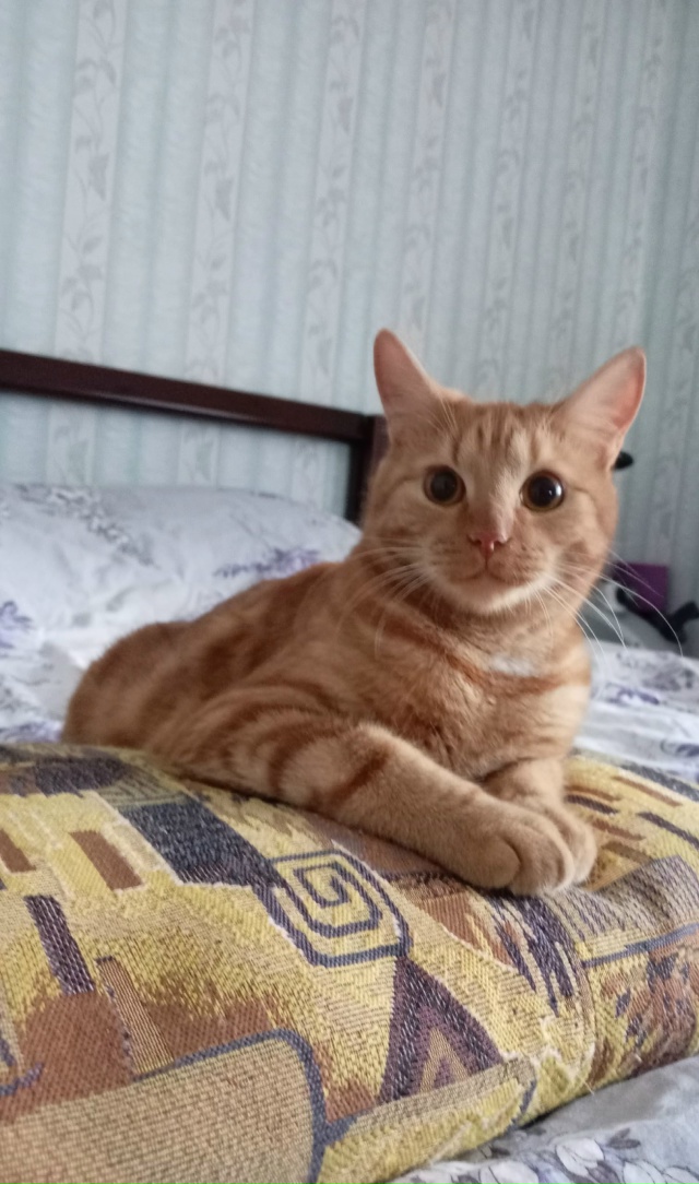 Любимая подушка Рыжули