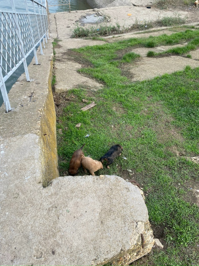 Здравствуйте 🤝 может кто сможет помочь кутькам (
Они т...