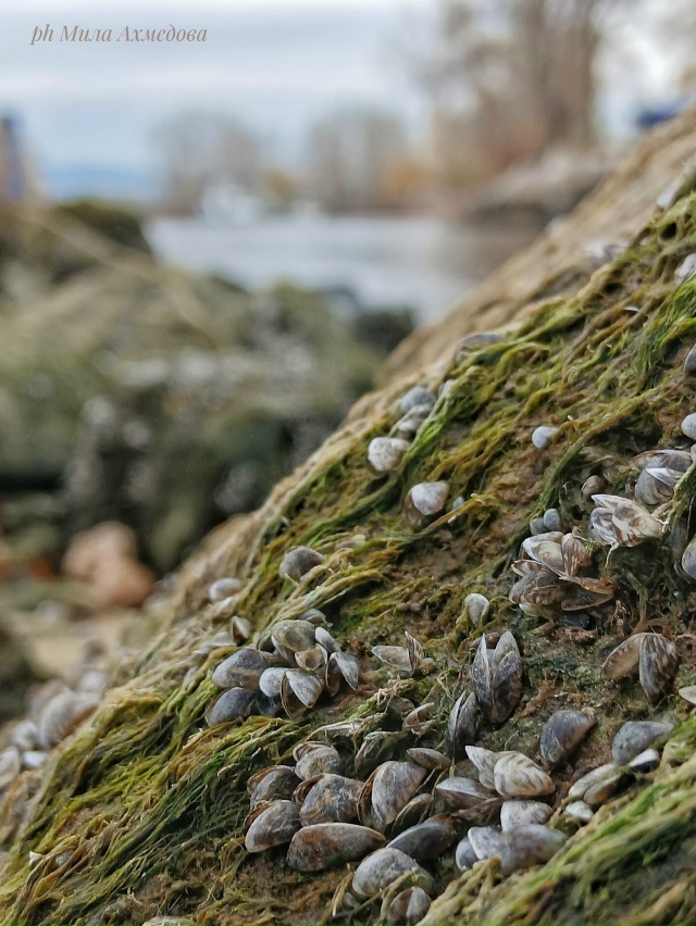 Жигулевское море.🌊🍂