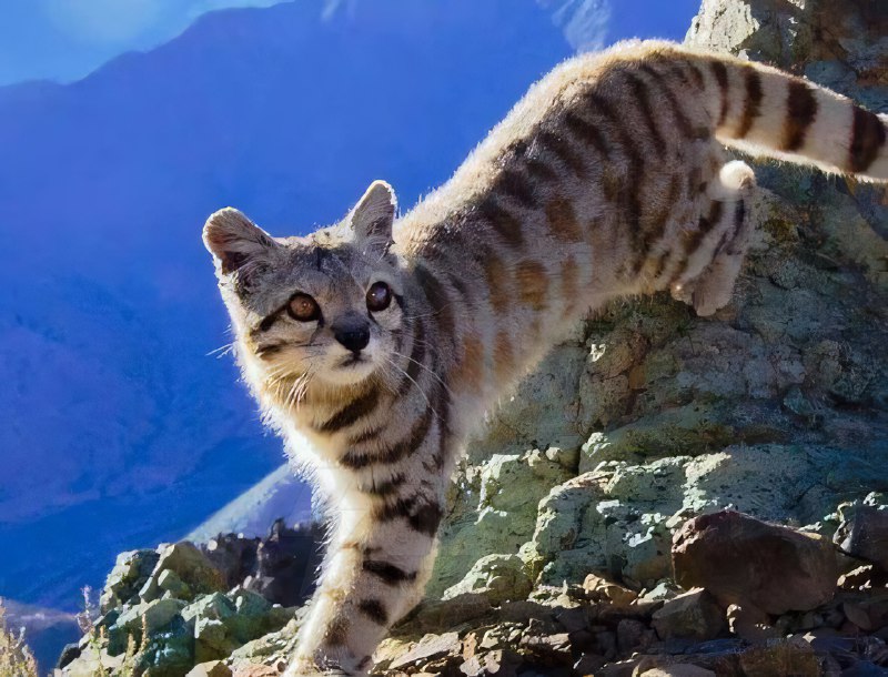 Так выглядит Андская кошка — один из самых редких и малоизученных хищников на планете
Эта дикая кош