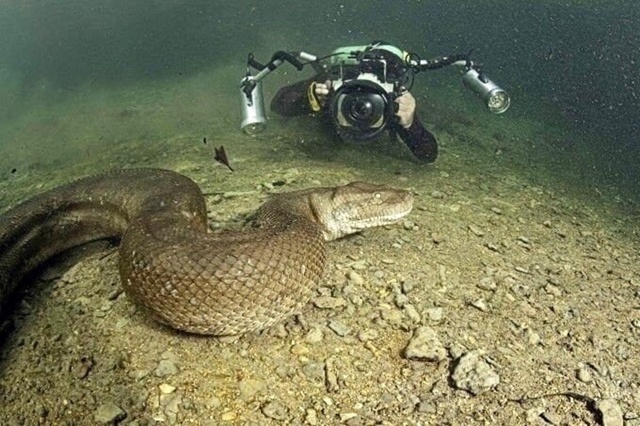 Подводный фотограф-экстремал из Швейцарии Франко Банф...