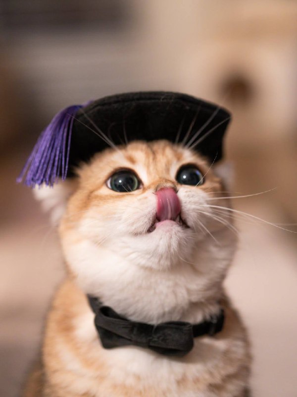 Выпускник котиковых ноук