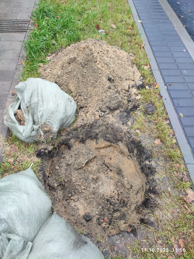 Осенью на городских улицах собираются посадить 600 дере...