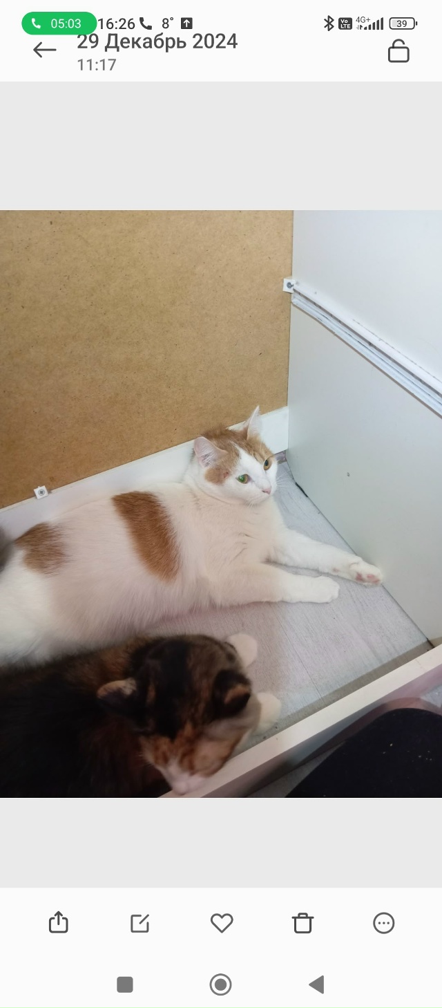 Убежала кошка, спрыгнула с балкона. Территориально Вер...