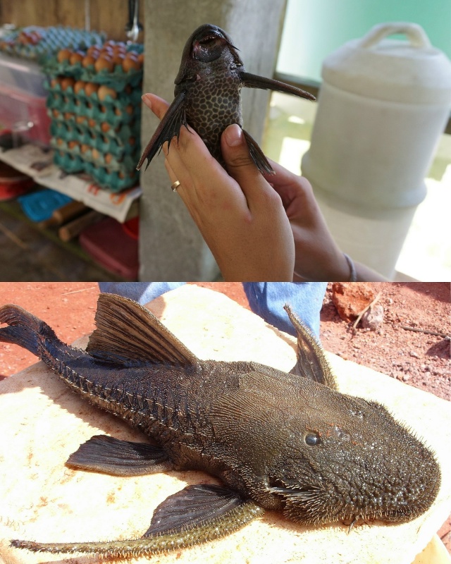 Это амазонские рыбы Pseudorinelepis genibarbis, которых перуанцы н?...