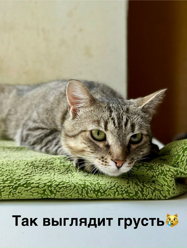 ТОМАС 💙
Барин Томас лежит и мурчит, когда человек к не...