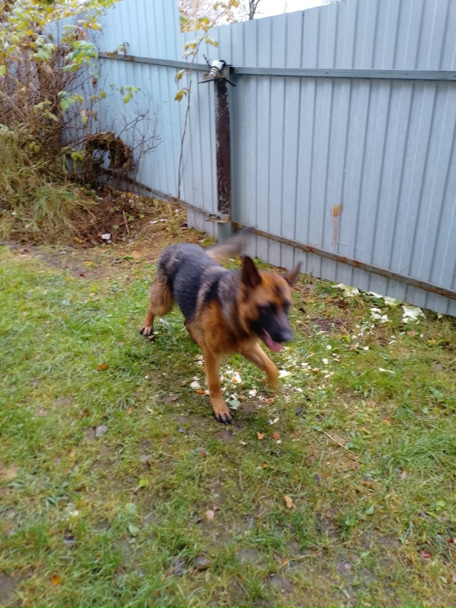 Здравствуйте,чья собака авчарка,привезалась с ул.Лени ...