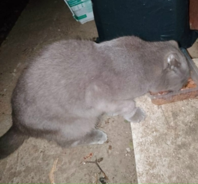 Москва, Можайск. 🆘 Выгнали из дома вислоушку в плюшево...