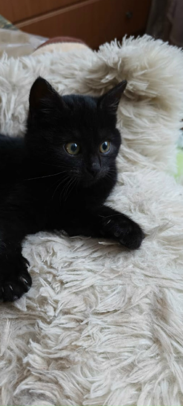 Фиону нашли на улице , котенок 2-3 месяца, очень красива?...