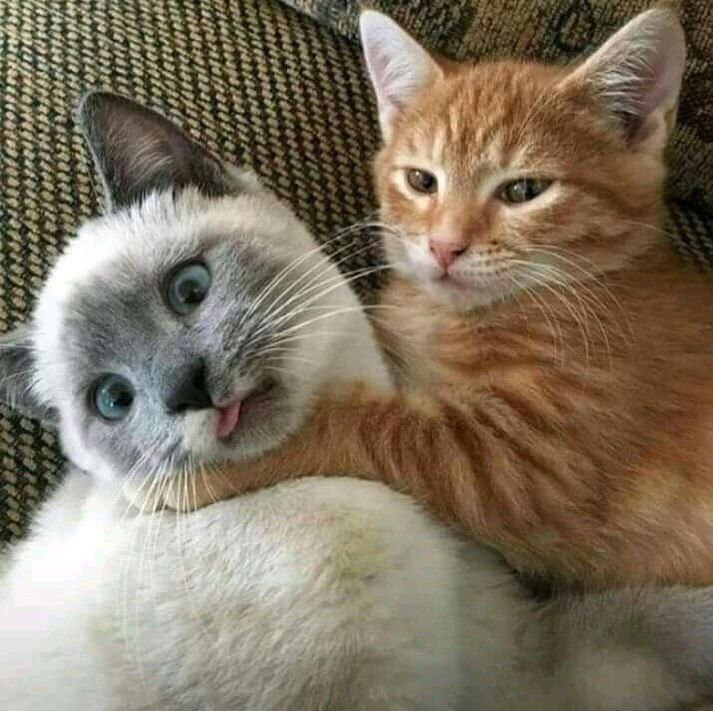 Мы?
