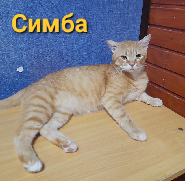СИМБА в поиске нового дома‼️
🐈 Большой, красивый, ярк...