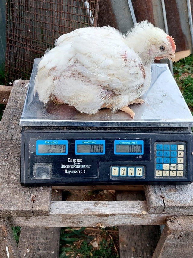 ❗❗❗ПРОДАЮТСЯ❗❗❗
Цыплята 🐥 Бройлерные 52-ух дневны?...