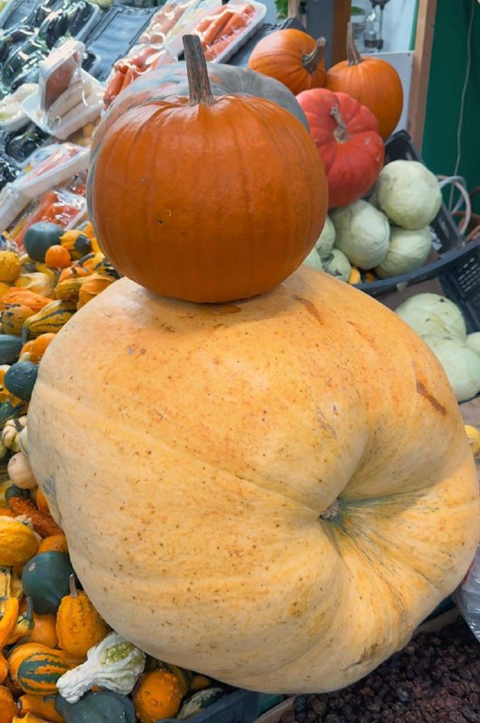 🎃 Ого, на Фуд Сити нашли тыкву 92 кг