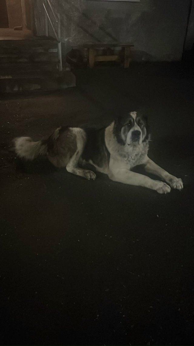 Около 121 гимназии был пес, потом был на транспортной, уб...