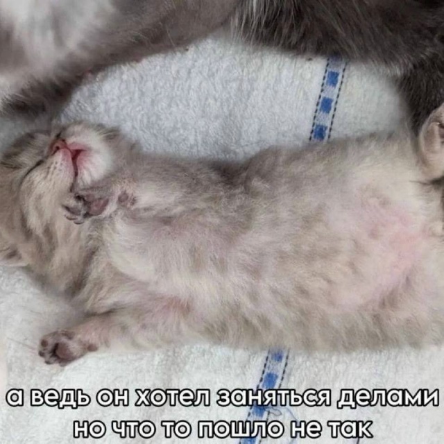 Всё мы каждое утро именно такой котик. К счастью, сегод?...