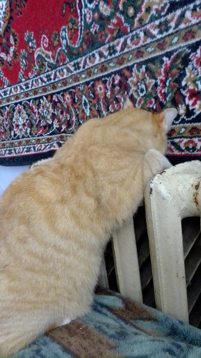 Здравствуйте. В д. Покровское остались без попечения к?...