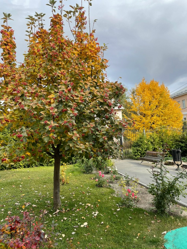 Снова осень 🍂 за окном
📸