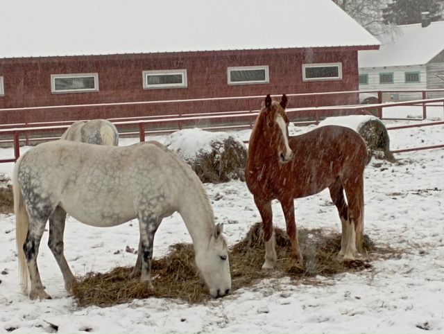 Лошади в Хорошево тоже рады снегу 🤗❄❄
