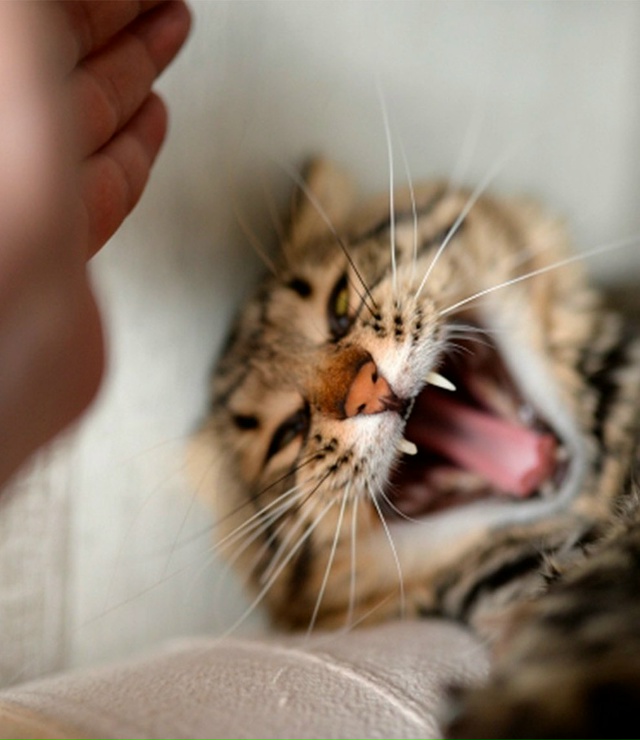 Неприятный инцидент произошел в московской семье: нан?...