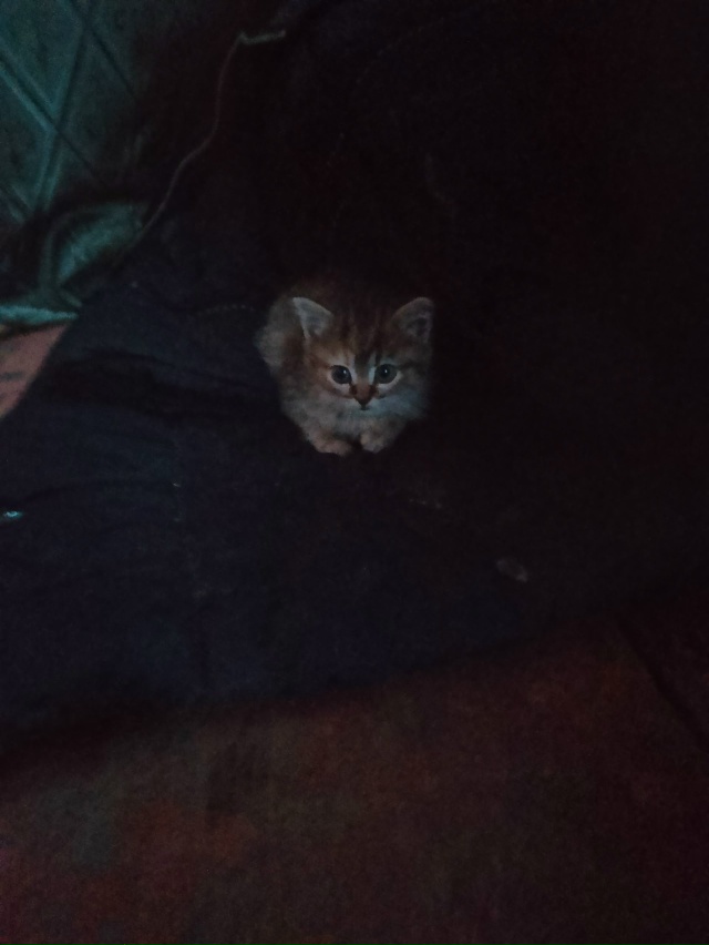 Здравствуйте! Отдаем котенка (девочка) по всем вопроса?...