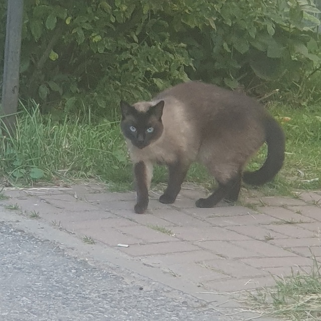 Здравствуйте. Чей друг потерялся? Забирайте на пр-д. Мо?...