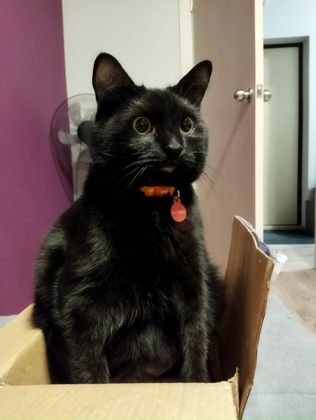 Смешной толстый чёрный кот смотреть бесплатно