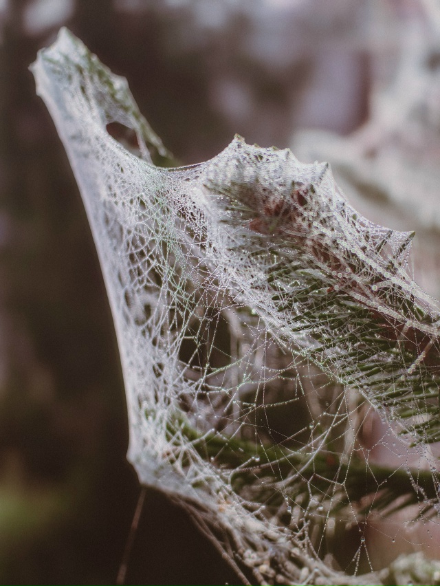 У Т Р Е Н Н И Е 🍂
#Мобильнаяфотография Huawei P60 Pro