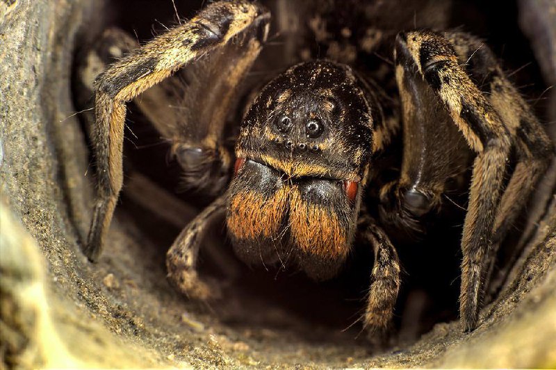 🕷️ Южнорусский тарантул чаще появляется в Москве
Всё из-за тёплой зимы. Укус паука вызывает такую ж