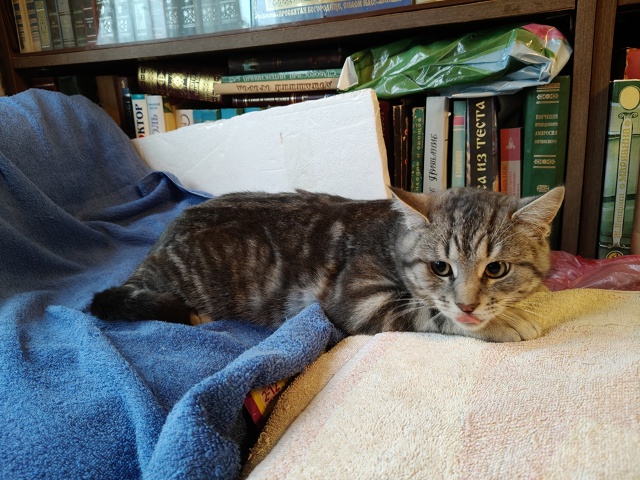 Помогаю информационно. На участке у пожилой женщины по...