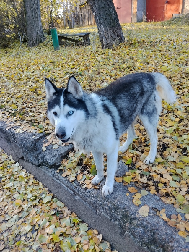 Добрый день! Кто потерял собаку?
Третить день находить...