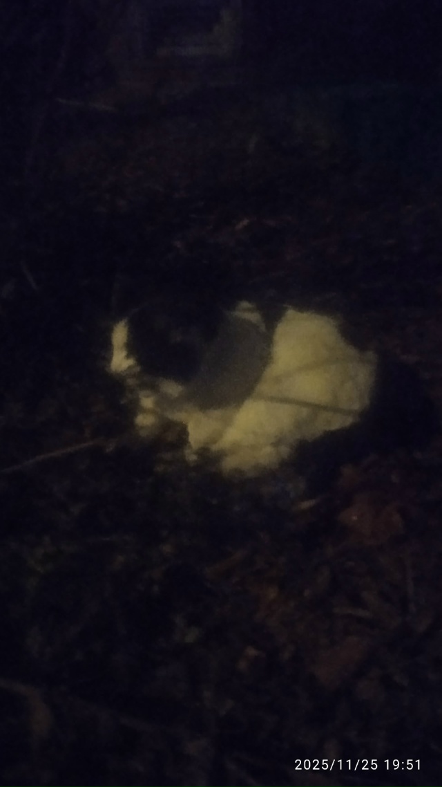 Чей то кот или кошка, с ошейником, на Заводской улице. П?...