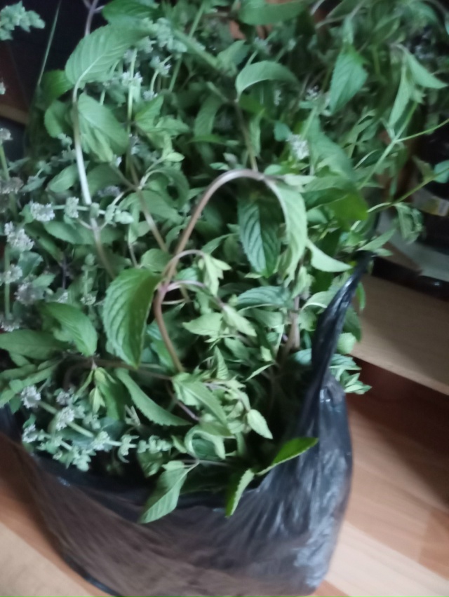 Предлагаю мяту