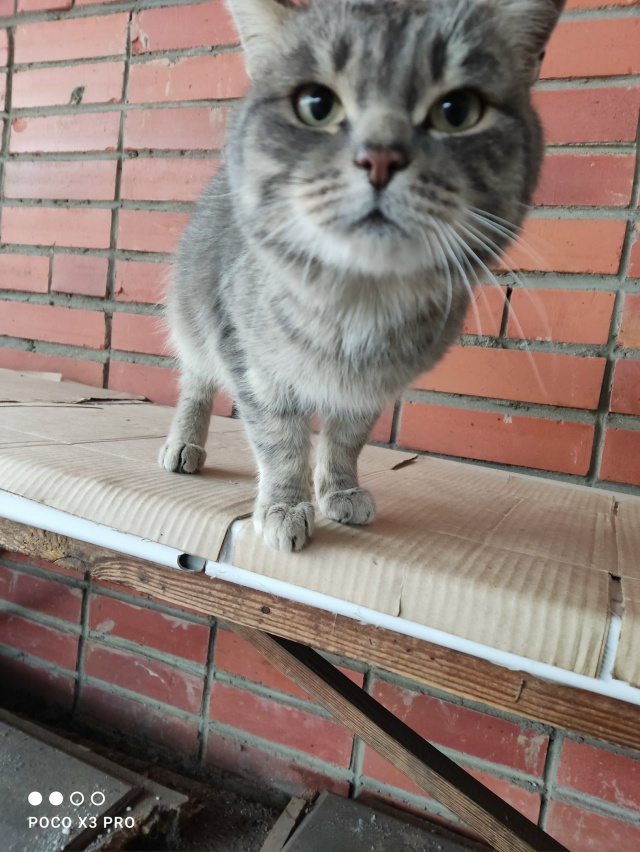 Чей котик видно что домашний прибился возле столовой т...