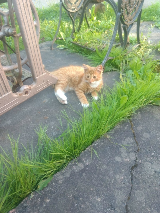 Потерялся рыжий котик. Около 7 месяцев. Частный сектор, ...