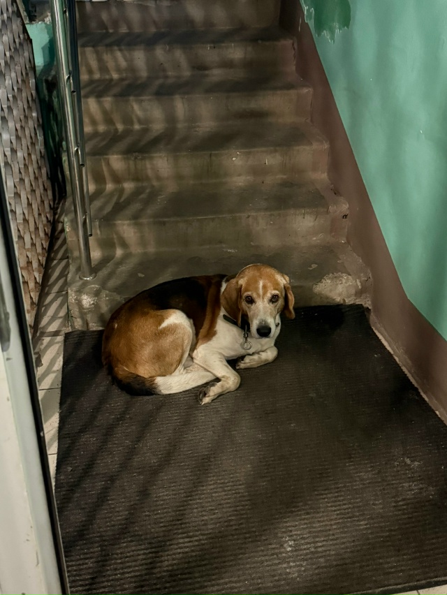 Добрый день ! С самого утра собачка находится в подъезд...