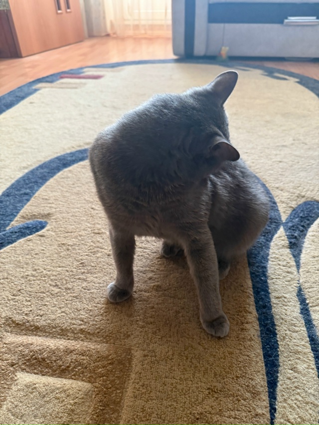 Лизнул себе бок и осознал бессмысленность жизни
#КотМ?...